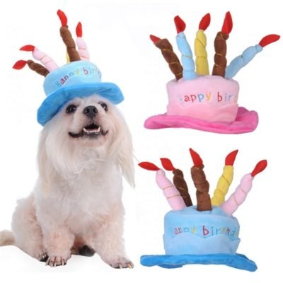 Koiran hattu